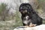 LHASSA APSO 058